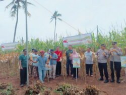Polres Pringsewu Bersama Petani Panen Raya Jagung Hibrida di Adiluwih