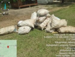 Petik Jagung Ditengah Malam, Seorang Warga Jabung Ditangkap Polisi