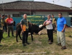 DENPOM II/3 Lampung memperingati Idul Adha 2025, Gelar Kegiatan Pemotongan Hewan Qurban.